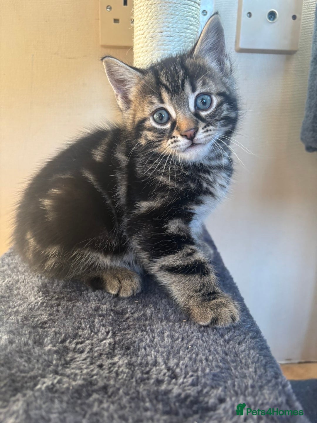 British Shorthair cats for sale: 3 male, 2 female British shorthair - Advert 6