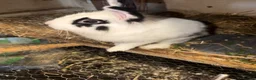 Lionhead rabbits for sale: Male lionhead - Advert 2