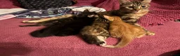 Mixed Breed cats for sale: 2 kittens left in Frome - Advert 6