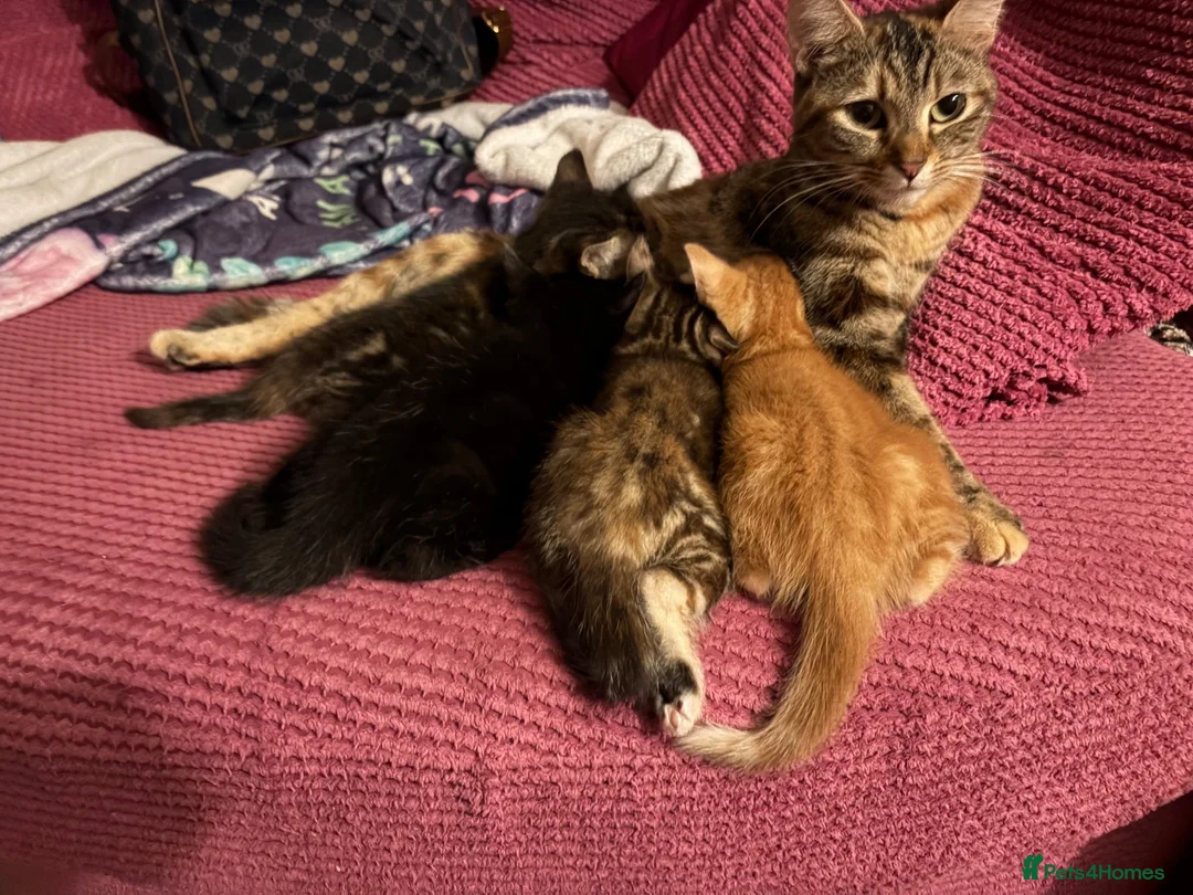 Mixed Breed cats for sale: 2 kittens left in Frome - Advert 6