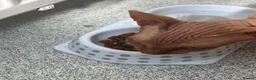 Sphynx cats for sale: Pharoe Sphynx kitten - Advert 4