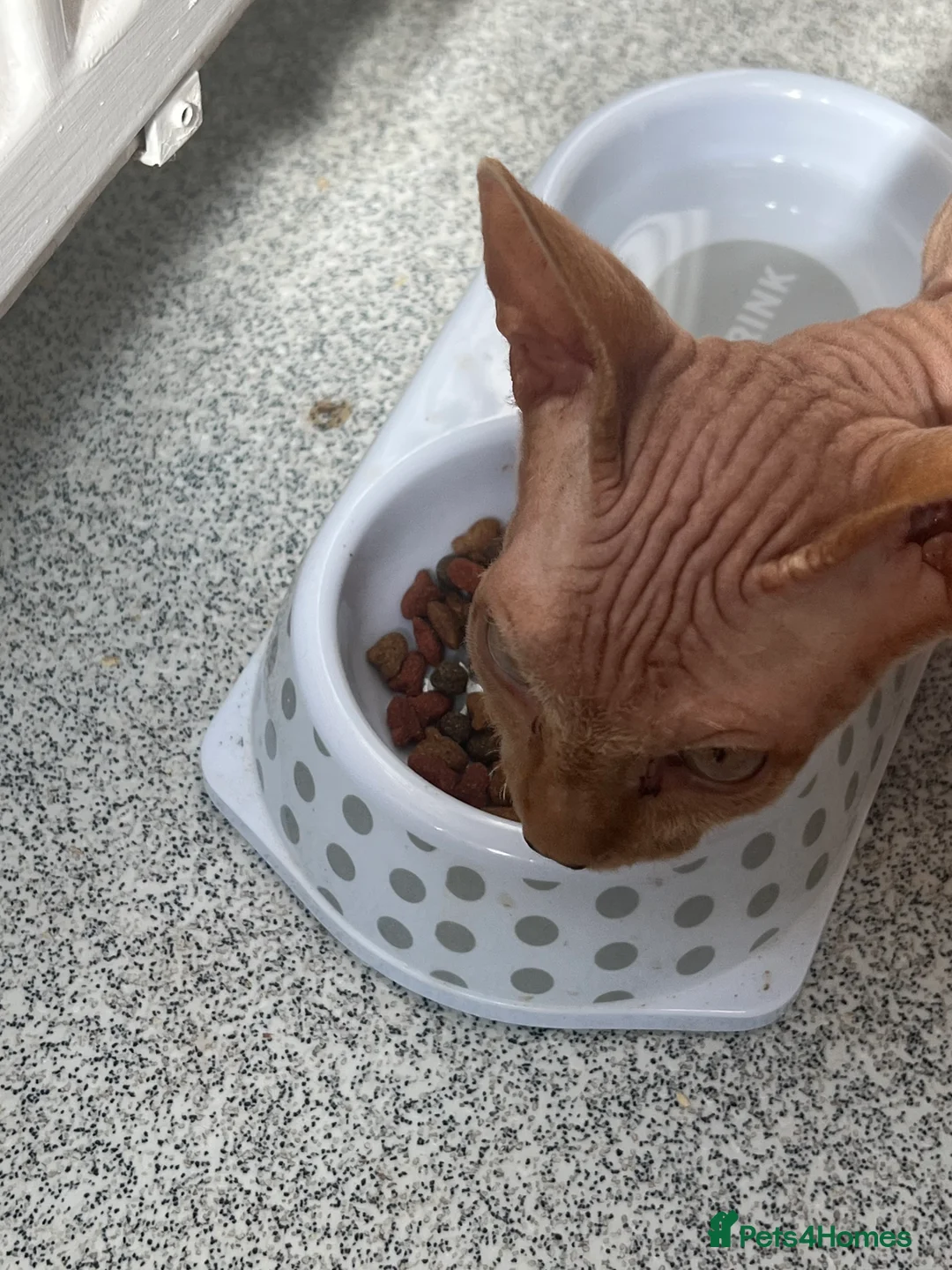 Sphynx cats for sale: Pharoe Sphynx kitten - Advert 4