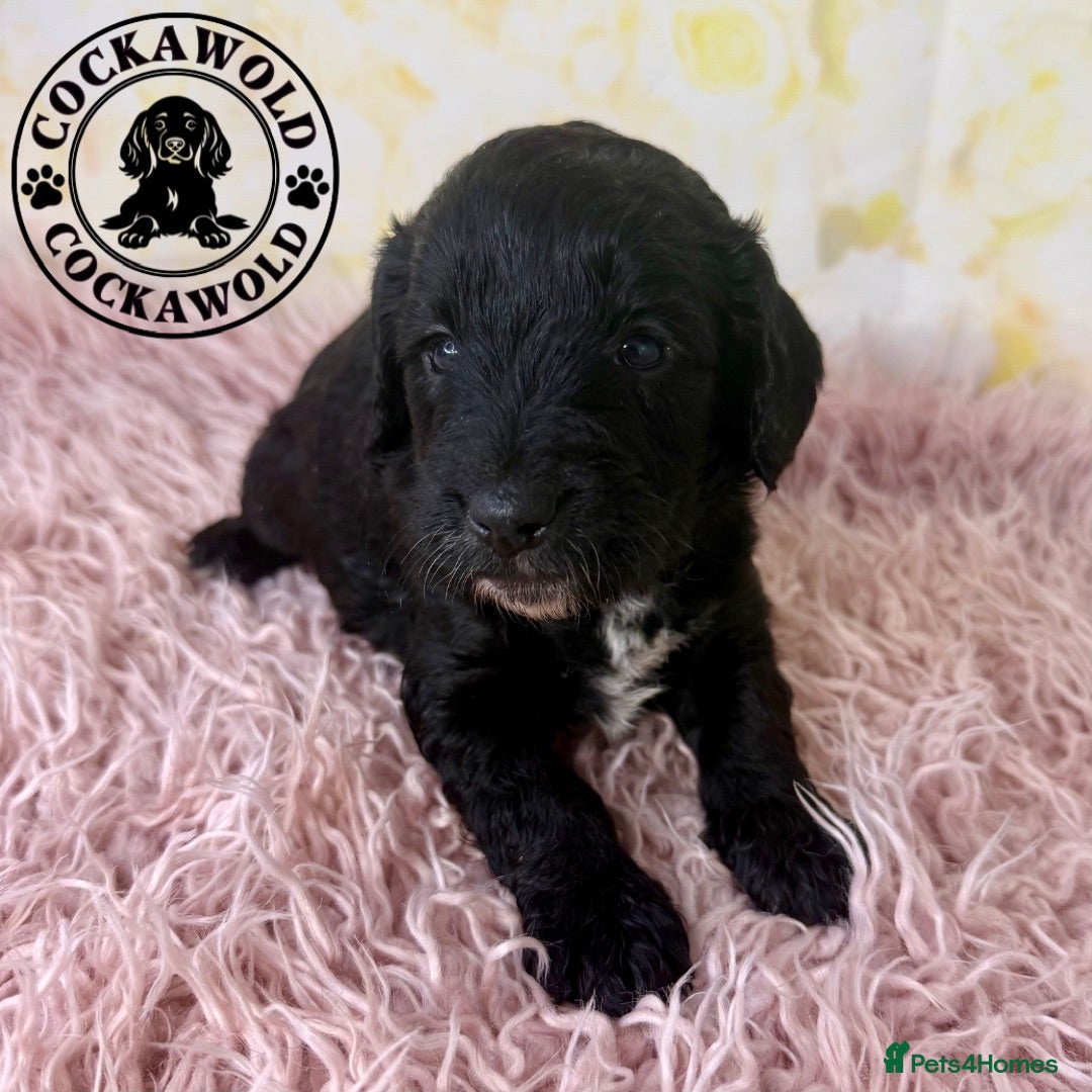 Cockapoo dogs 💖 Exceptional F1 Cockapoo Puppies 💖  - Advert 2