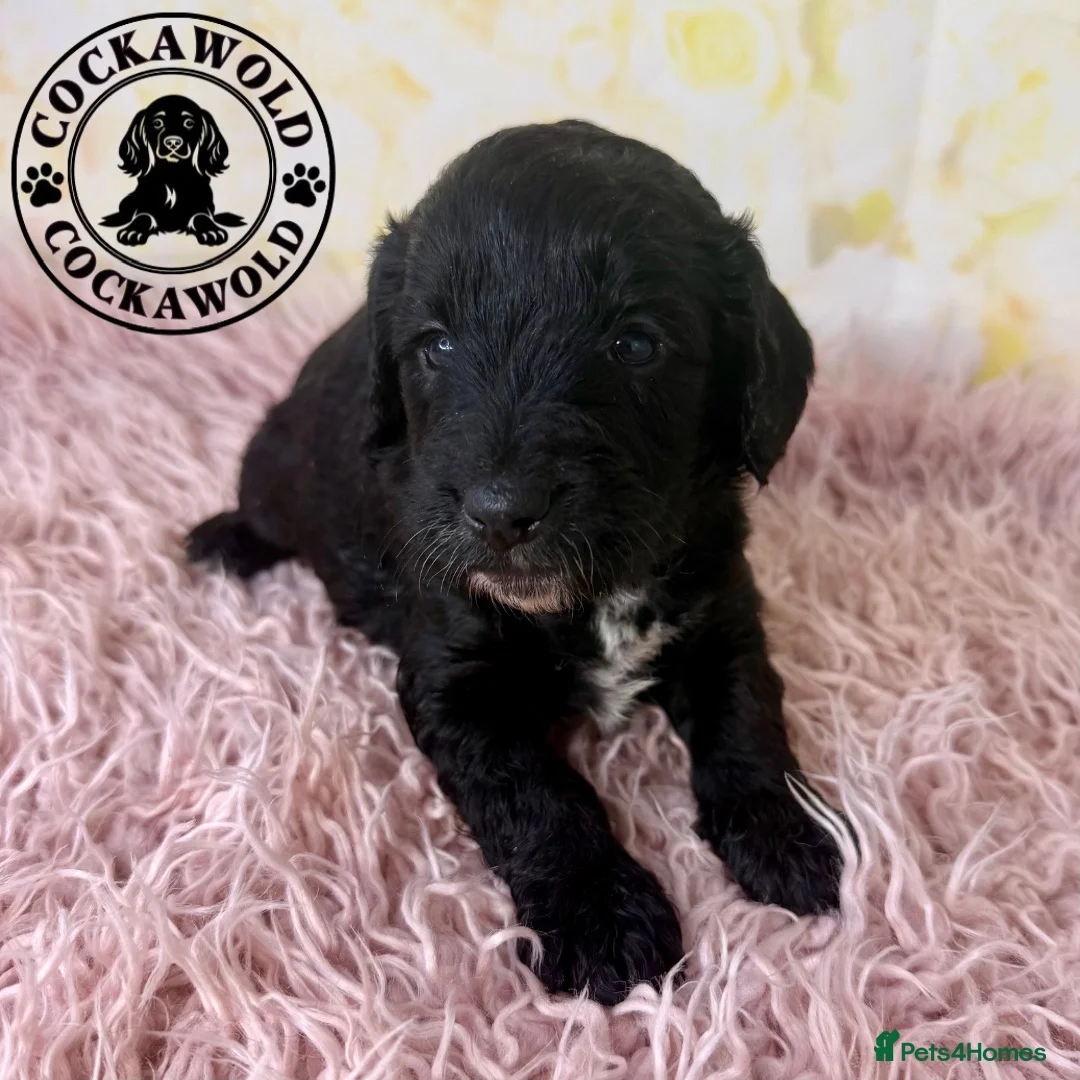 Cockapoo dogs for sale: 💖 Exceptional F1 Cockapoo Puppies 💖  - Advert 2