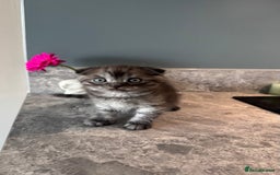 British Shorthair cats for sale: 🐾✨ READY for Their Forever Home ✨🐾 - Image 17