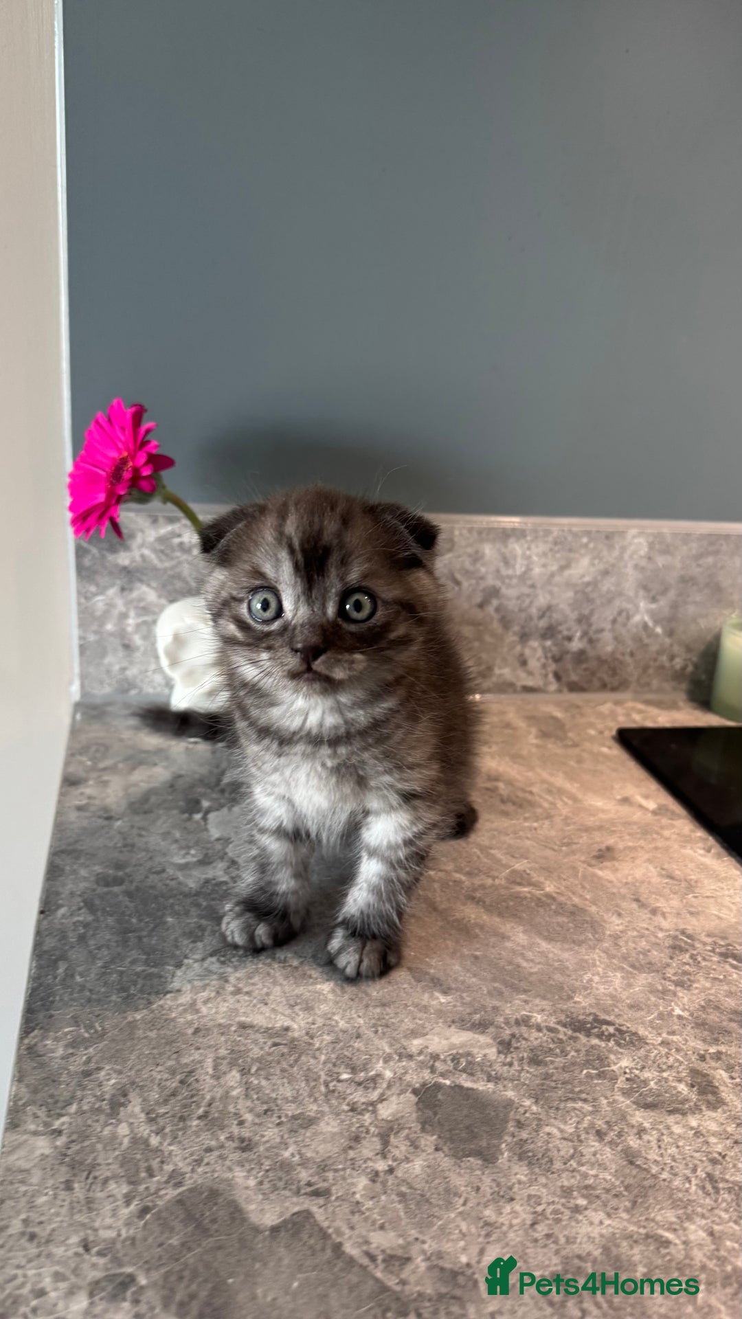 British Shorthair cats for sale: 🐾✨ READY for Their Forever Home ✨🐾 - Image 17
