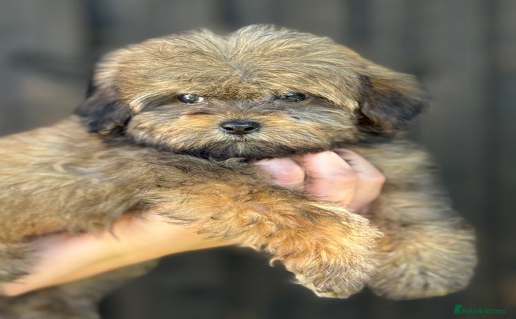 Shih Tzu dogs - Advert 2