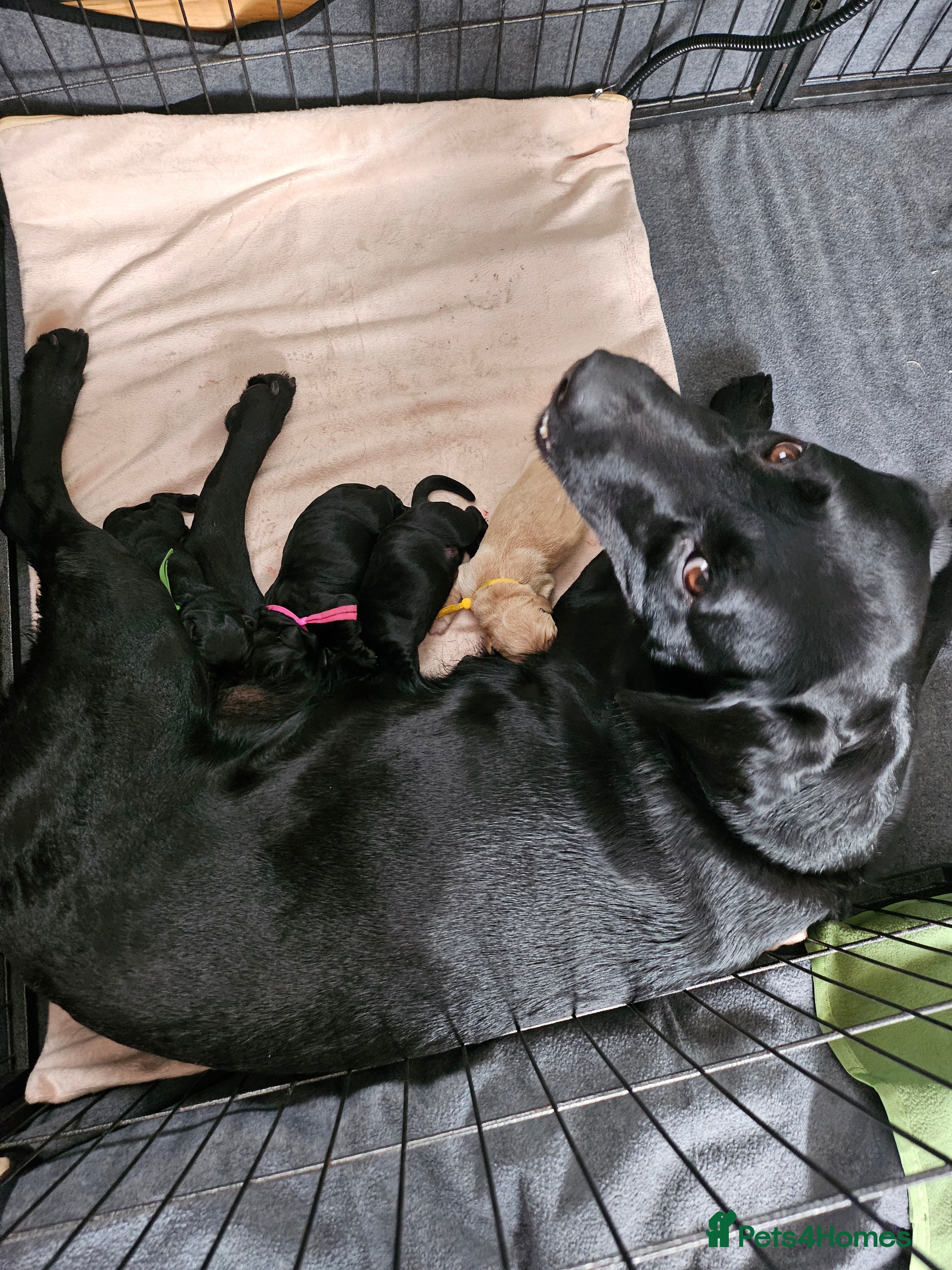 Labrador Retriever dogs Labrador Puppies KC Registered - Advert 2