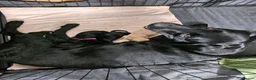 Labrador Retriever dogs for sale: Labrador Puppies KC Registered - Advert 2