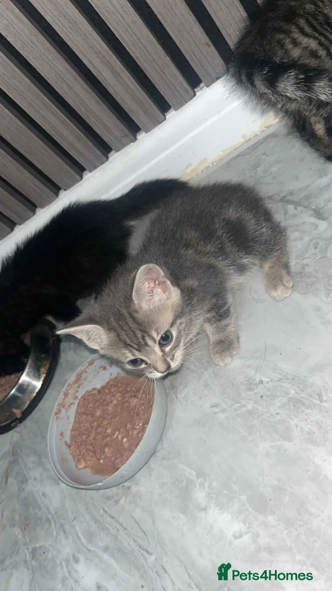 British Shorthair cats for sale: Kittens for sale  - Advert 2