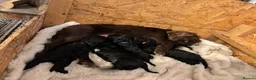 Cockapoo dogs for sale: Miniature f1 cockerpoo’s  - Advert 26