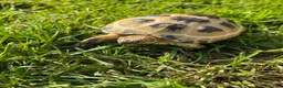 Tortoise reptiles for sale: Horsefield tortoise  in Ellesmere Port - Advert 1