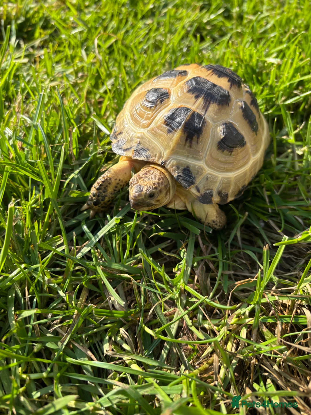 Tortoise reptiles for sale: Horsefield tortoise  in Ellesmere Port - Advert 1