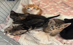 Domestic Shorthair cats for sale: Adorable kittens for sale  - Image 2