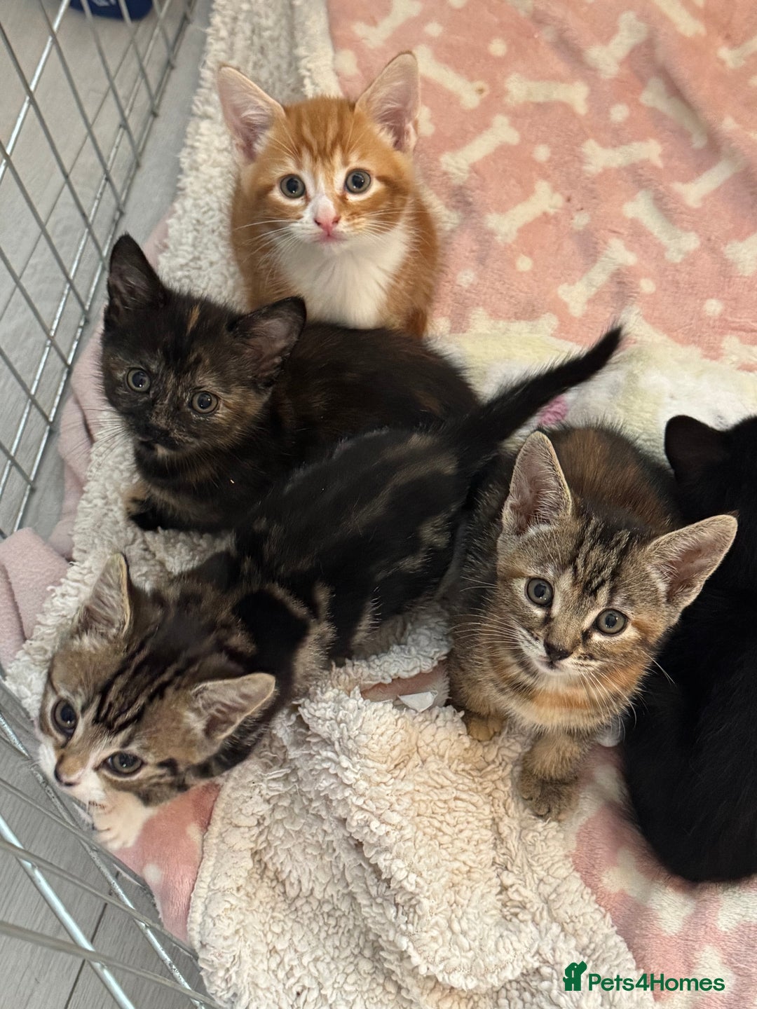 Domestic Shorthair cats for sale: Adorable kittens for sale  - Image 2
