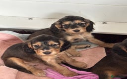 Cocker Spaniel dogs for sale: Show cockers KC DNA checked parents - Image 1