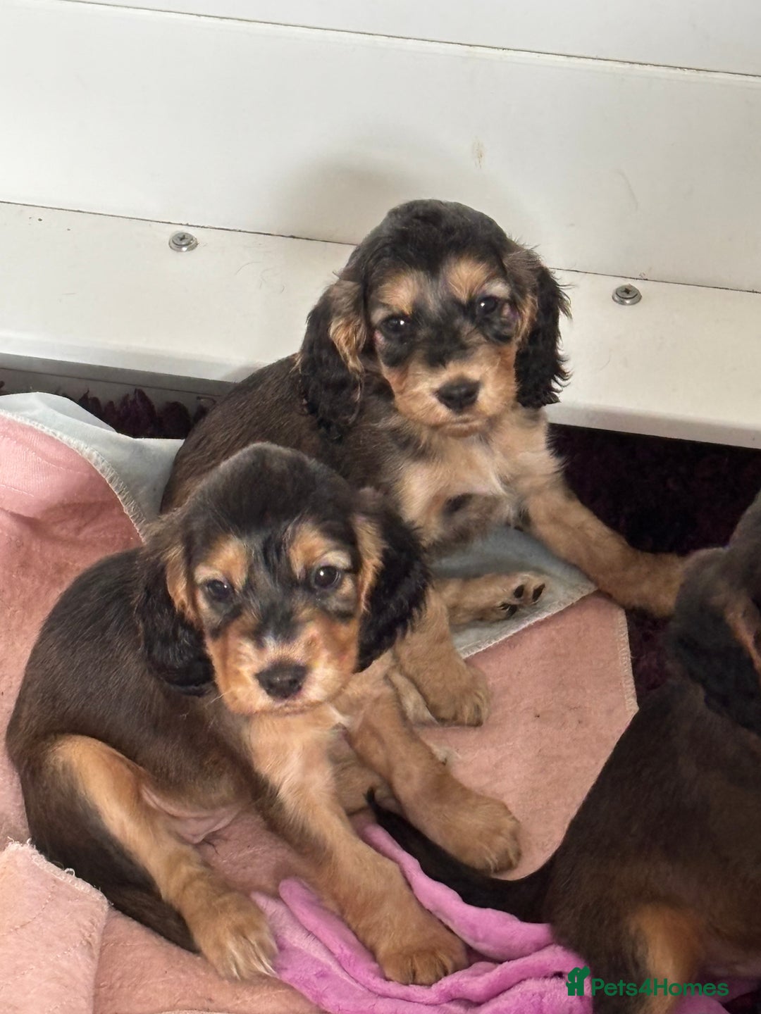 Cocker Spaniel dogs for sale: Show cockers KC DNA checked parents - Image 1