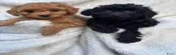 Cavapoo dogs for sale: ⭐️6 CAVAPOO’S Ready Now in CHESHIRE⭐️ - Advert 22
