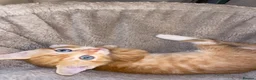 Mixed Breed cats for sale: Beautiful Ginger Kittens!  in London - Advert 3