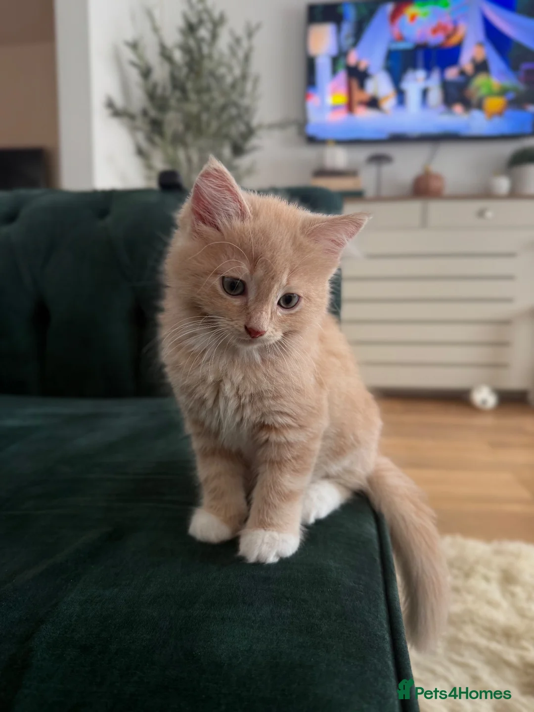 Ragdoll cats for sale: Ragdoll/ British mixed boy  in Lincoln - Advert 2