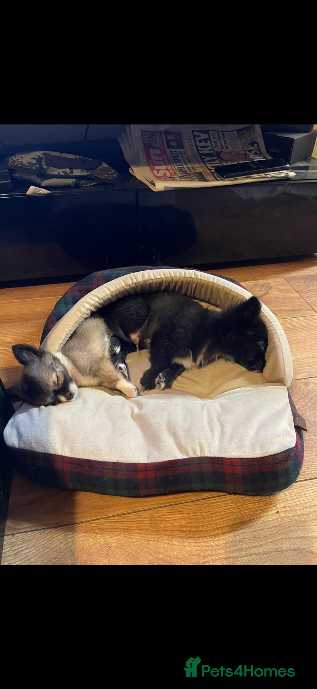 Chihuahua dogs for sale: 2 girl chihuahuas  - Image 7