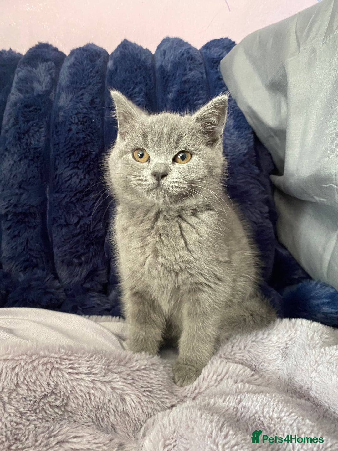 British Shorthair cats for sale: Beautiful litter of baby blues ready  - Image 4