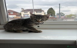 Bengal cats for sale: Bengal cross kittens - Image 1