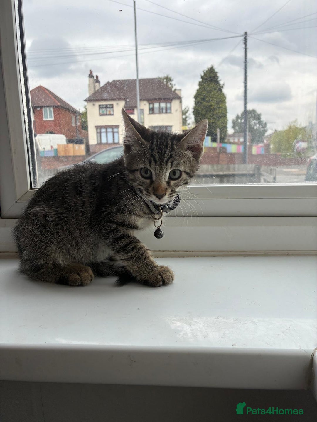 Bengal cats for sale: Bengal cross kittens - Image 1