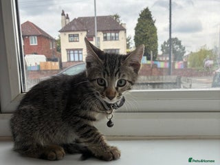 Bengal cats - Advert 3