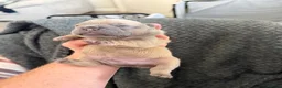 French Bulldog dogs for sale: 4 x Beuatiful Make French Bulldogs For Sale - Advert 5