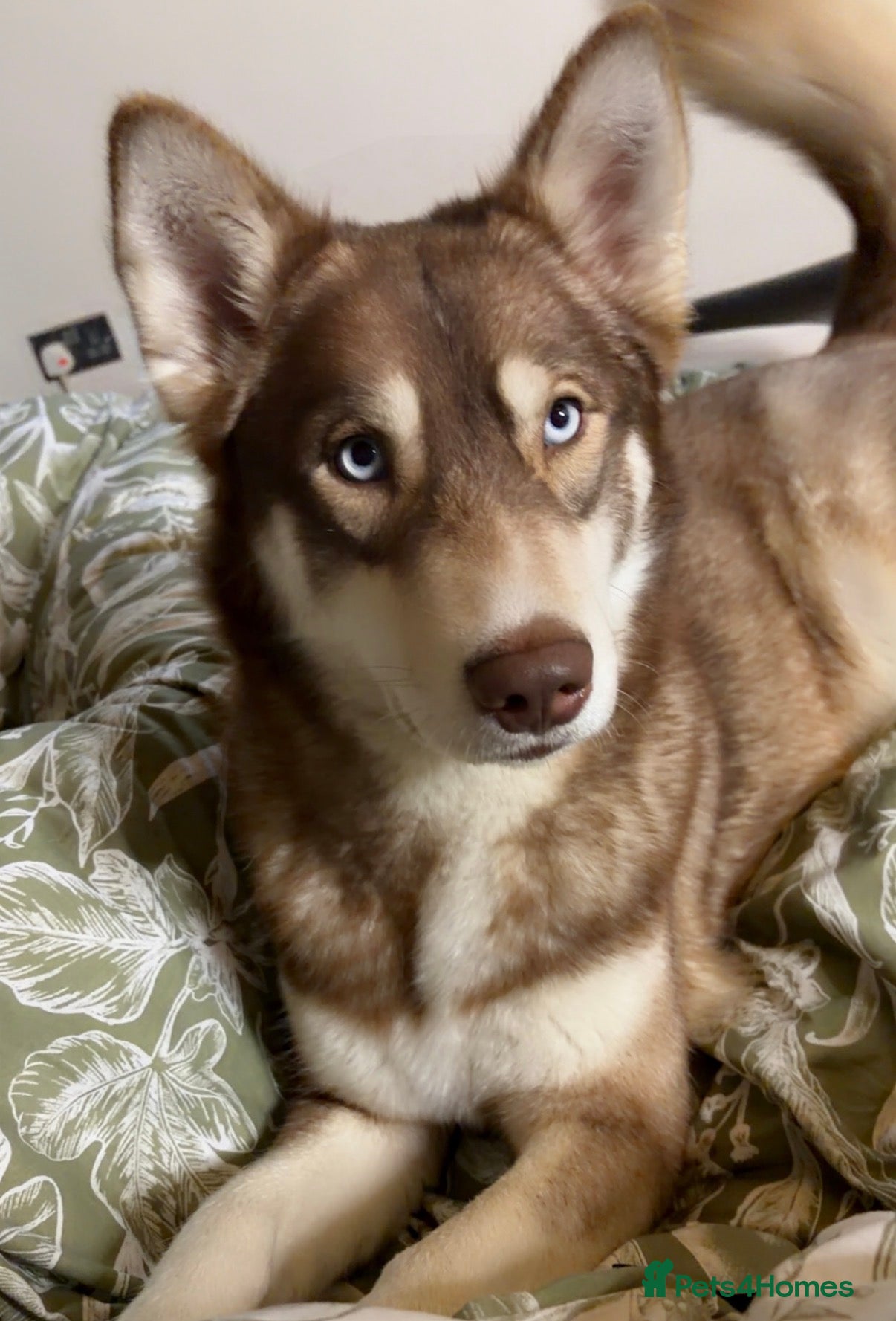 Shepsky dogs Northern innuit puppies - Advert 8