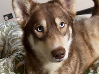 Shepsky dogs Northern innuit puppies - Advert 1