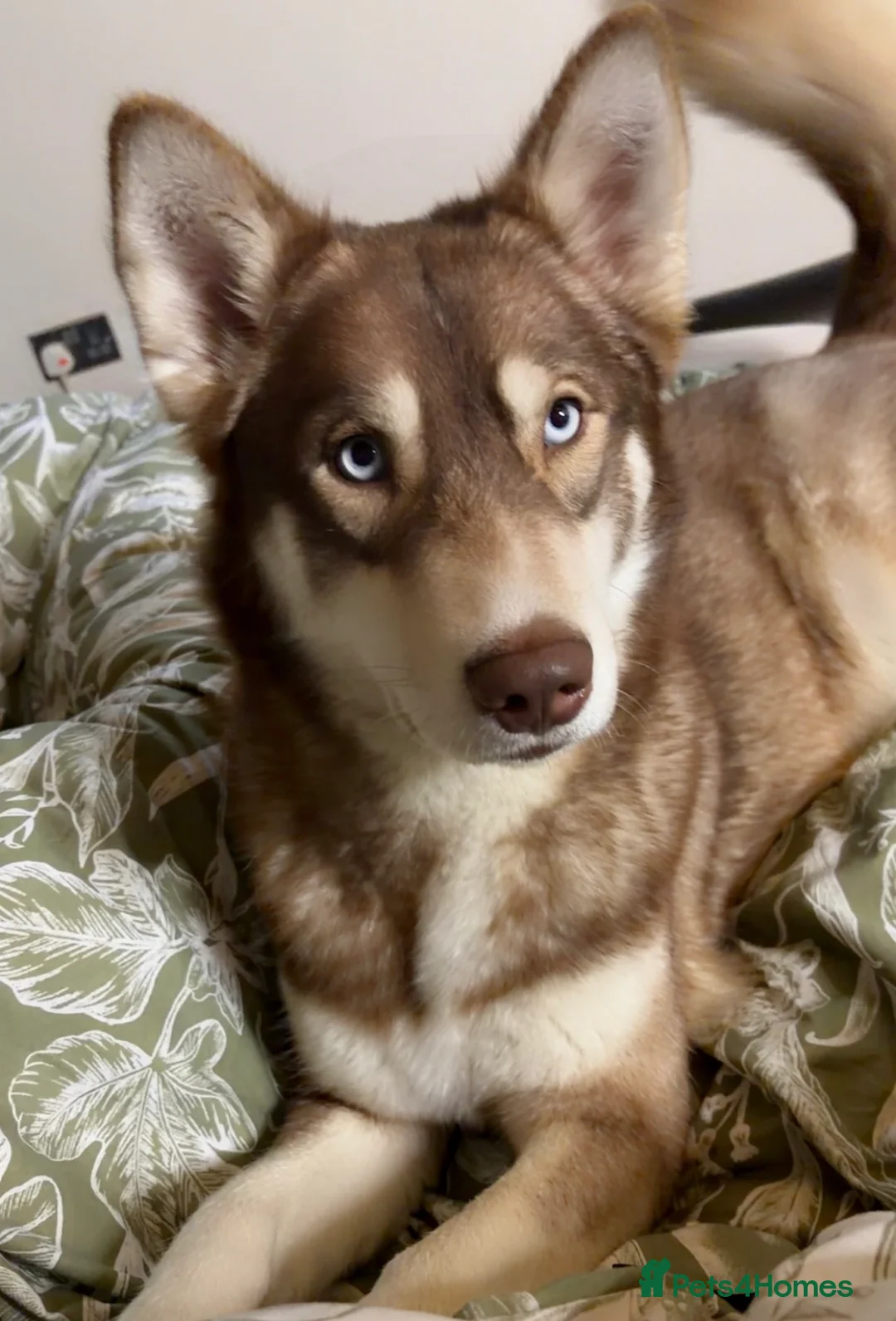 Shepsky dogs for sale: Northern innuit puppies - Advert 10