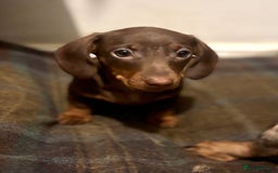 Miniature Dachshund dogs for sale: Gorgeous mini Dachshund Boys  - Image 5