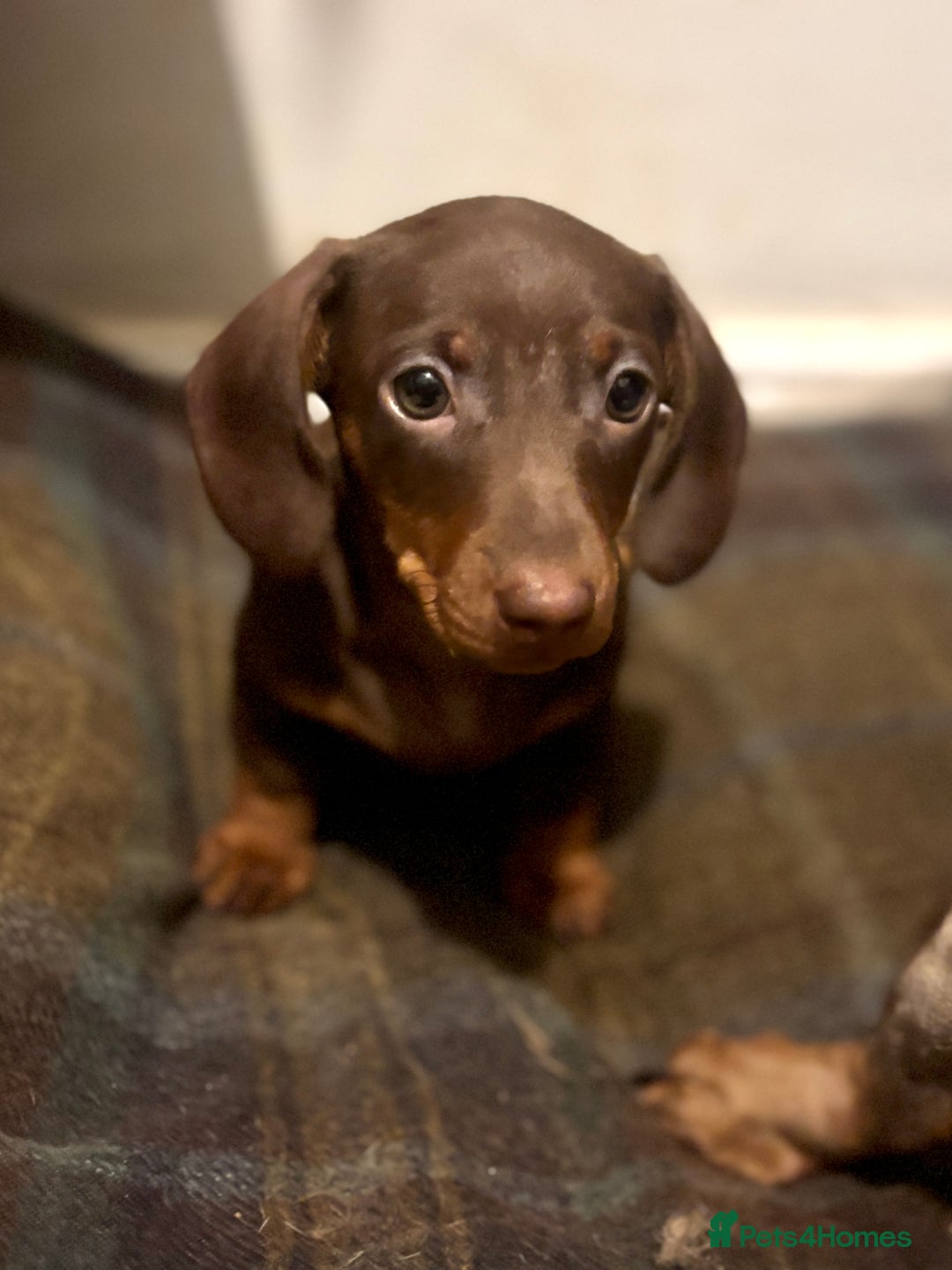 Miniature Dachshund dogs for sale: Gorgeous mini Dachshund Boys  - Image 5