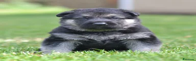 NEPTUNE ( green collar)