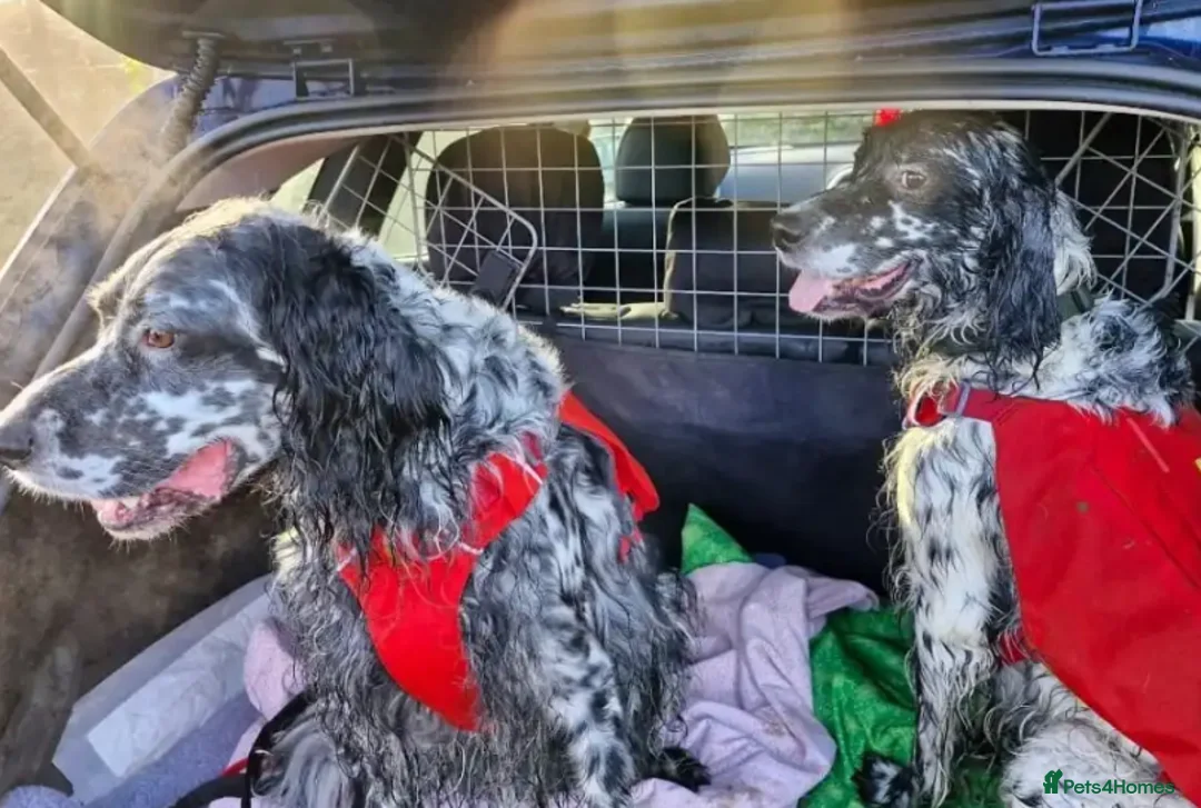 English Setter dogs for adoption: Evo   - Advert 8