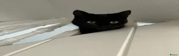Bombay cats for sale: Bombay kittens for sale  in Grays - Advert 5