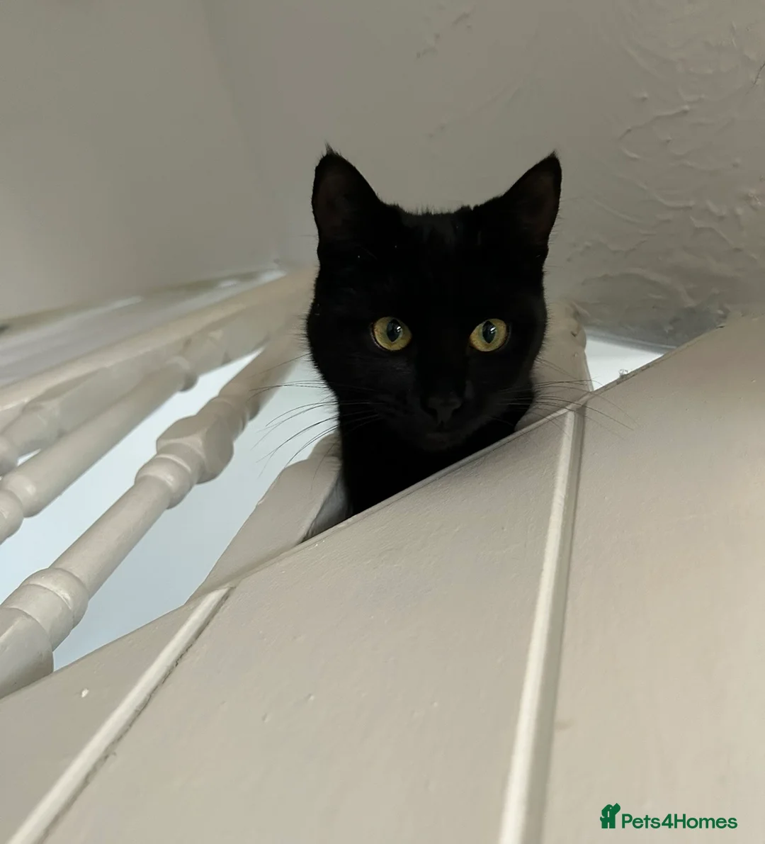 Bombay cats for sale: Bombay kittens for sale  in Grays - Advert 5