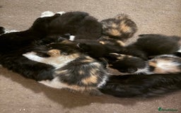 Mixed Breed cats for sale: Ragamuffin mix kittens  - Image 9