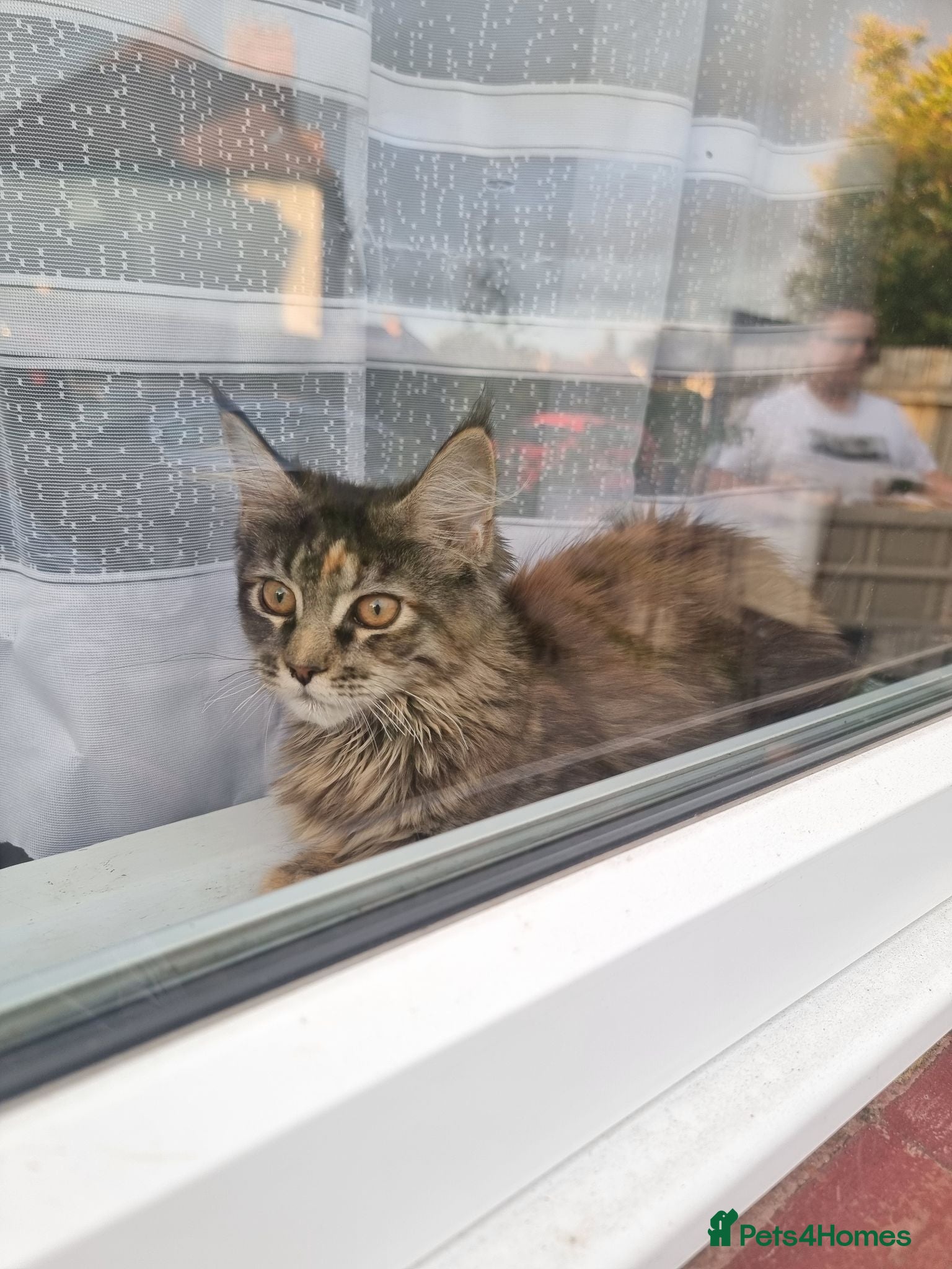 Maine Coon cats LAST TICA reg. female  - Advert 5