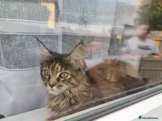 Maine Coon cats LAST TICA reg. female - Advert 5