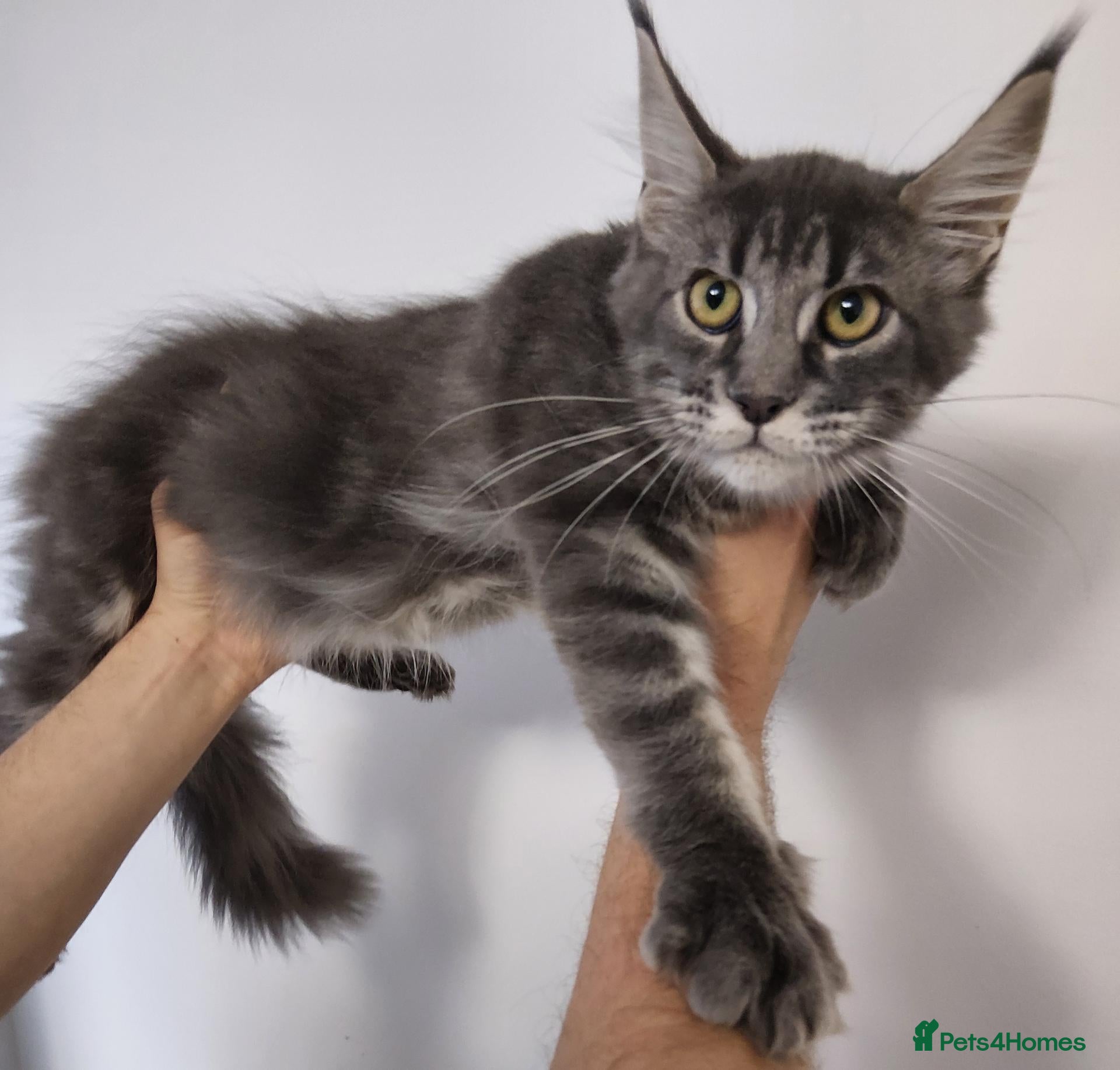 Maine Coon cats READY FOR COLLECTION  TICA registered kittens - Advert 12