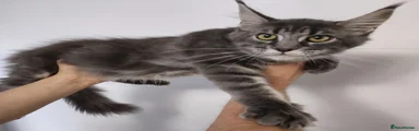 Maine Coon 5