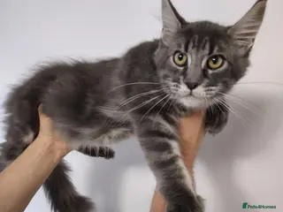 Maine Coon cats READY FOR COLLECTION TICA registered kittens - Advert 12