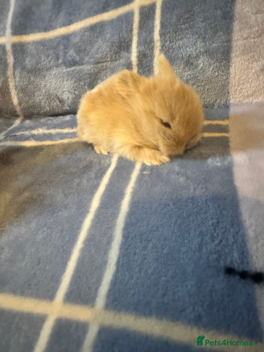 Mini Lion Lop rabbits for sale: Gorgeous lion lop babies  - Image 16