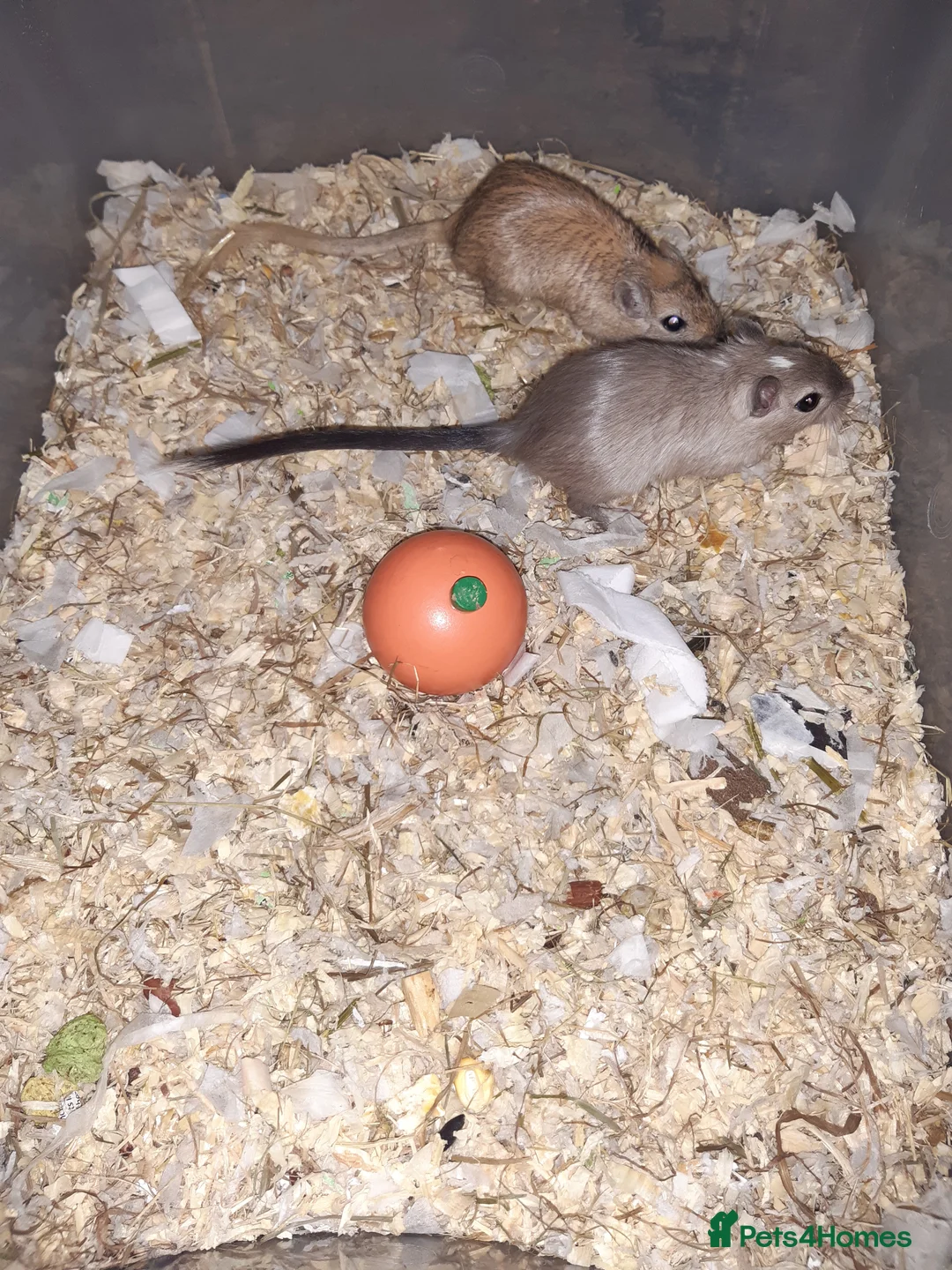 Gerbil rodents for sale: Super friendly gerbils from hobby breeder  - Advert 34