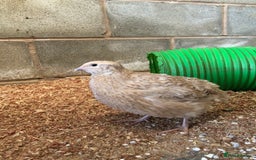 Quail poultry for sale: Jumbo & Celadon (blue egg) Coturnix Quail & eggs - Image 16