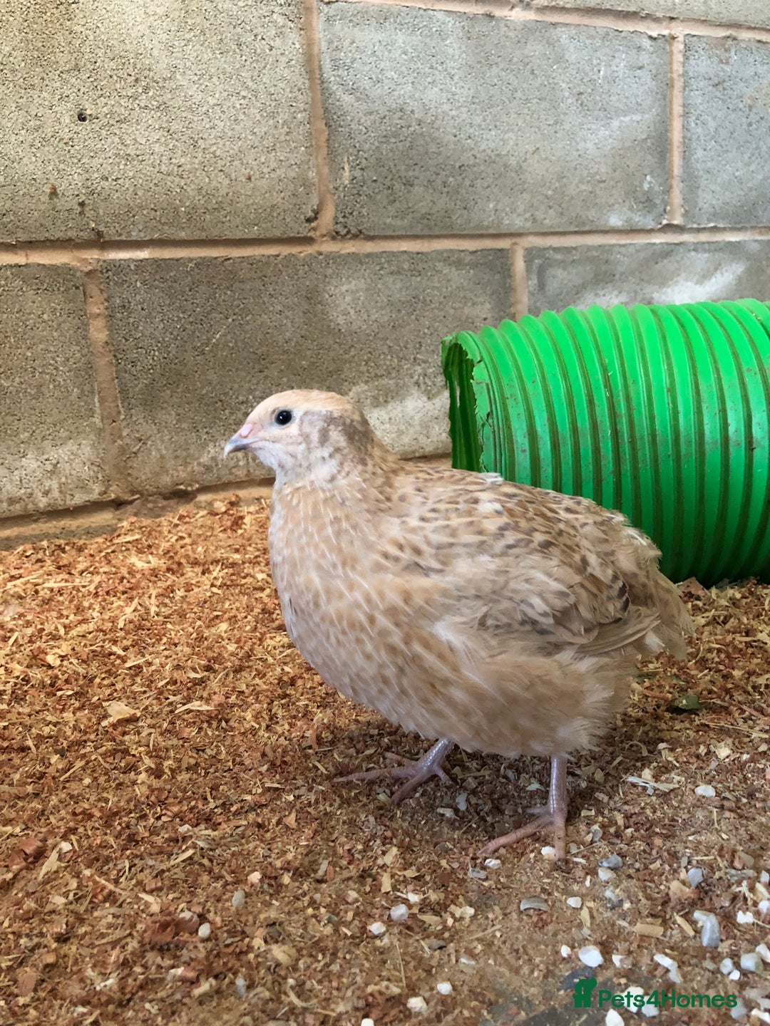 Quail poultry for sale: Jumbo & Celadon (blue egg) Coturnix Quail & eggs - Image 16