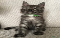 Maine Coon cats for sale: MaineCoon Kittens Black Smoke 1 Boy & 2 Girls - Image 2